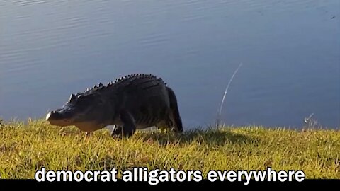 democrat alligators everywhere