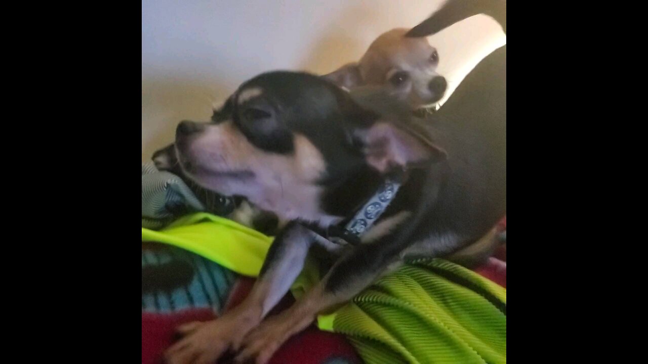 Flash & Zoom MULCHIVERSE..