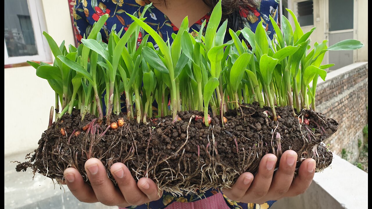 Corn planting in Coca-Cola bottle