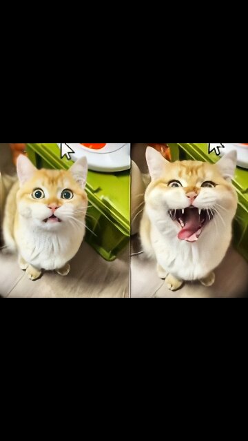 😹Funny Cats compilation😽