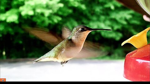 Extreme close-up of Hummingbirds!