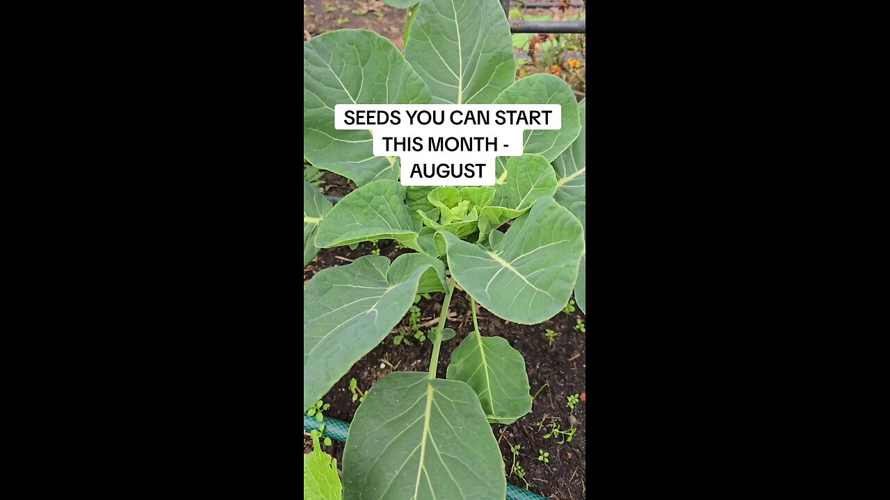 seeds to sow in august