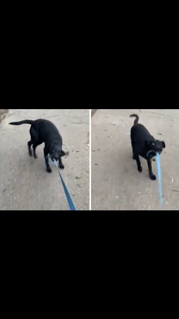 High Energy Puppy Makes Walking With A Leash Impossible