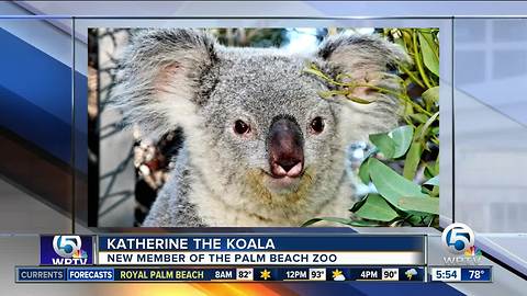 Palm Beach Zoo welcomes koala named Katherine from Los Angeles