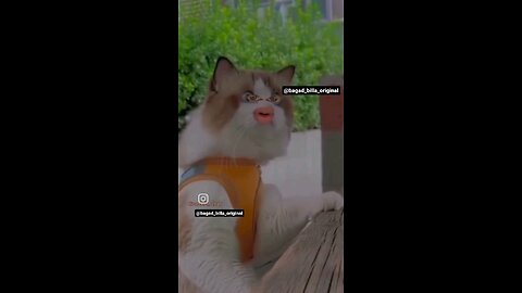 cat pickup abuse line with merage to the young generation