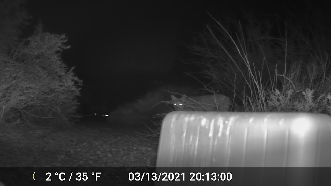 Bobcat roaming