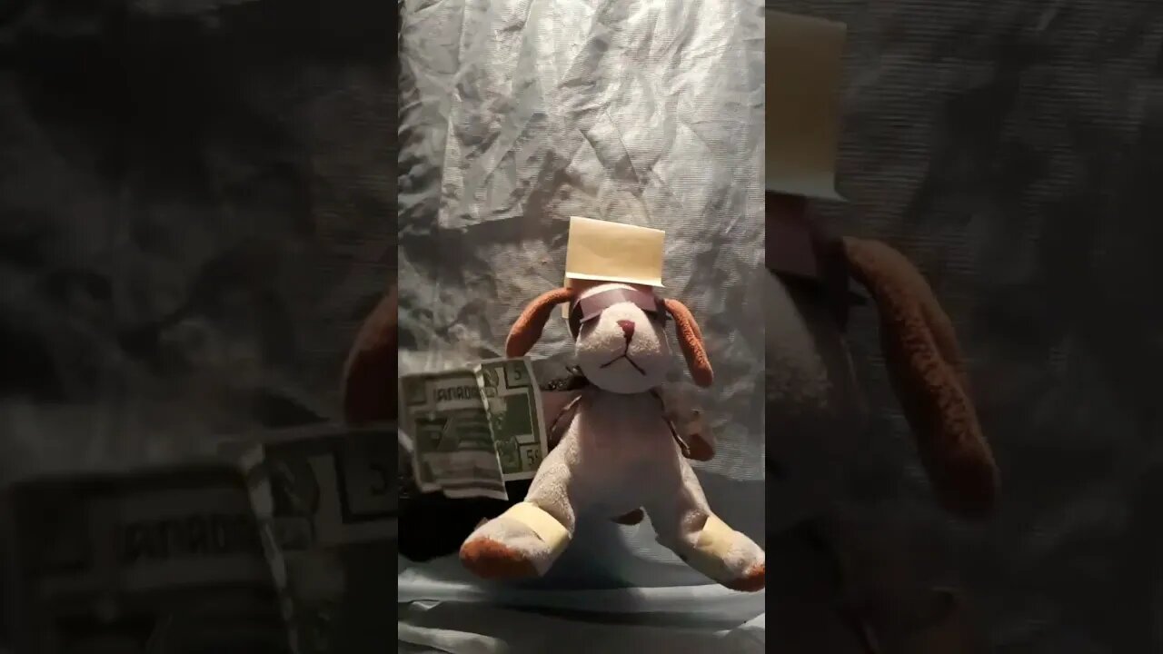 White dog is Gucci #funny #meme #gucci #guccishoes #song #music #imgucci