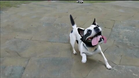 Exciting dance of funny dogs