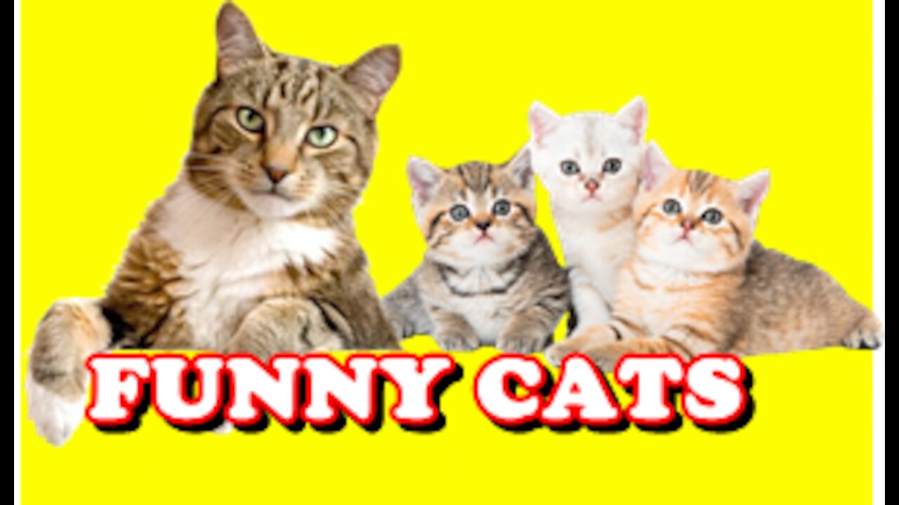 CRAZY CATS & FUNNY CATS