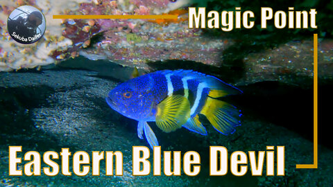 Eastern Blue Devil | Scuba Diving at Magic Point | May 2021