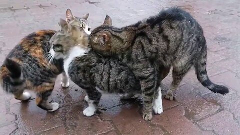 Cat 💞💞meting love funny comedy 11 second video