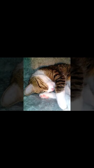 Adorable Kitten Scratches His Nose with the Paw #shorts