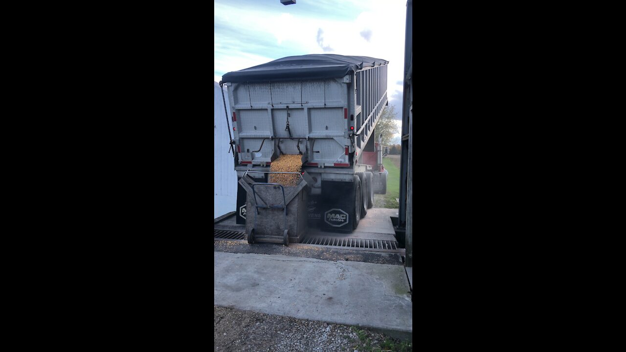 Corn Harvest