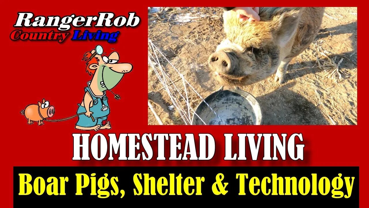 Homestead Q&A, Pig Shelter, Processing Boar Pigs & Homestead Technology