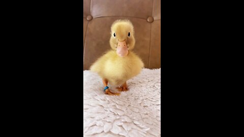 Cute chick video 🐥🤣