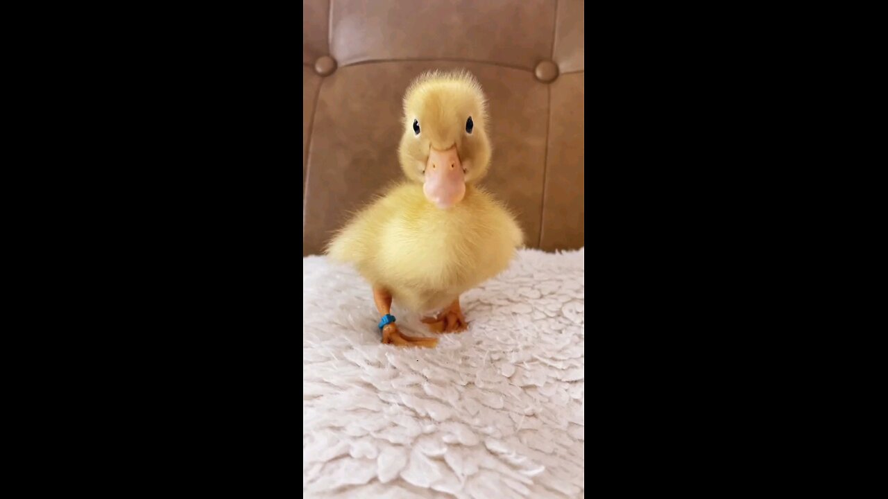 Cute chick video 🐥🤣