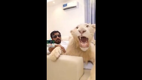 Lions and tigers can also become pets.😅😂🤣#tiger #lion #animal