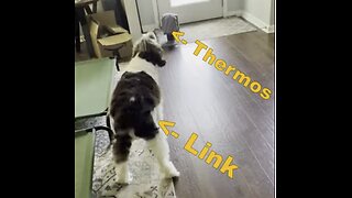 Springer Spaniel Enraged At Thermos On The Floor (LOL) #springerspaniel #dog