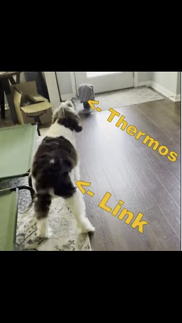 Springer Spaniel Enraged At Thermos On The Floor (LOL) #springerspaniel #dog