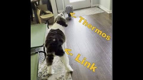 Springer Spaniel Enraged At Thermos On The Floor (LOL) #springerspaniel #dog