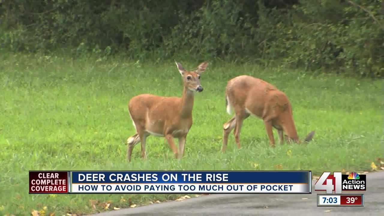 Deer crashes already on the rise