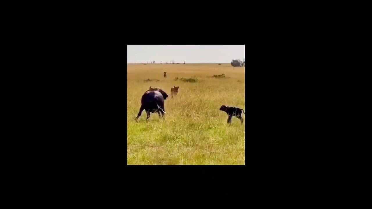 Buffalo Mom Heroically Defends Adorable Calf from Fierce Tiger! 🐃❤️🐯 #Shorts