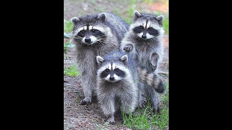 funny raccoons