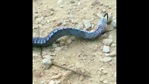 Hognose snake theatrically fakes death to avoid predation This behaviour is called Thanatosis.