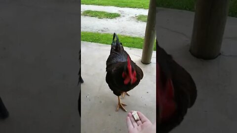 Rooster Giving His Treats To The Hen