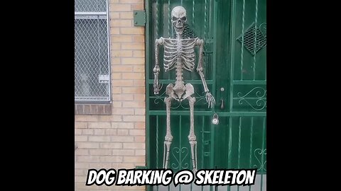 Barking @ Skeleton