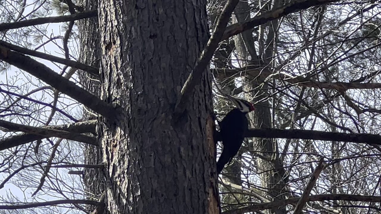 Pileated Wood Pecker is back 9