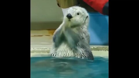 #cuteanimals