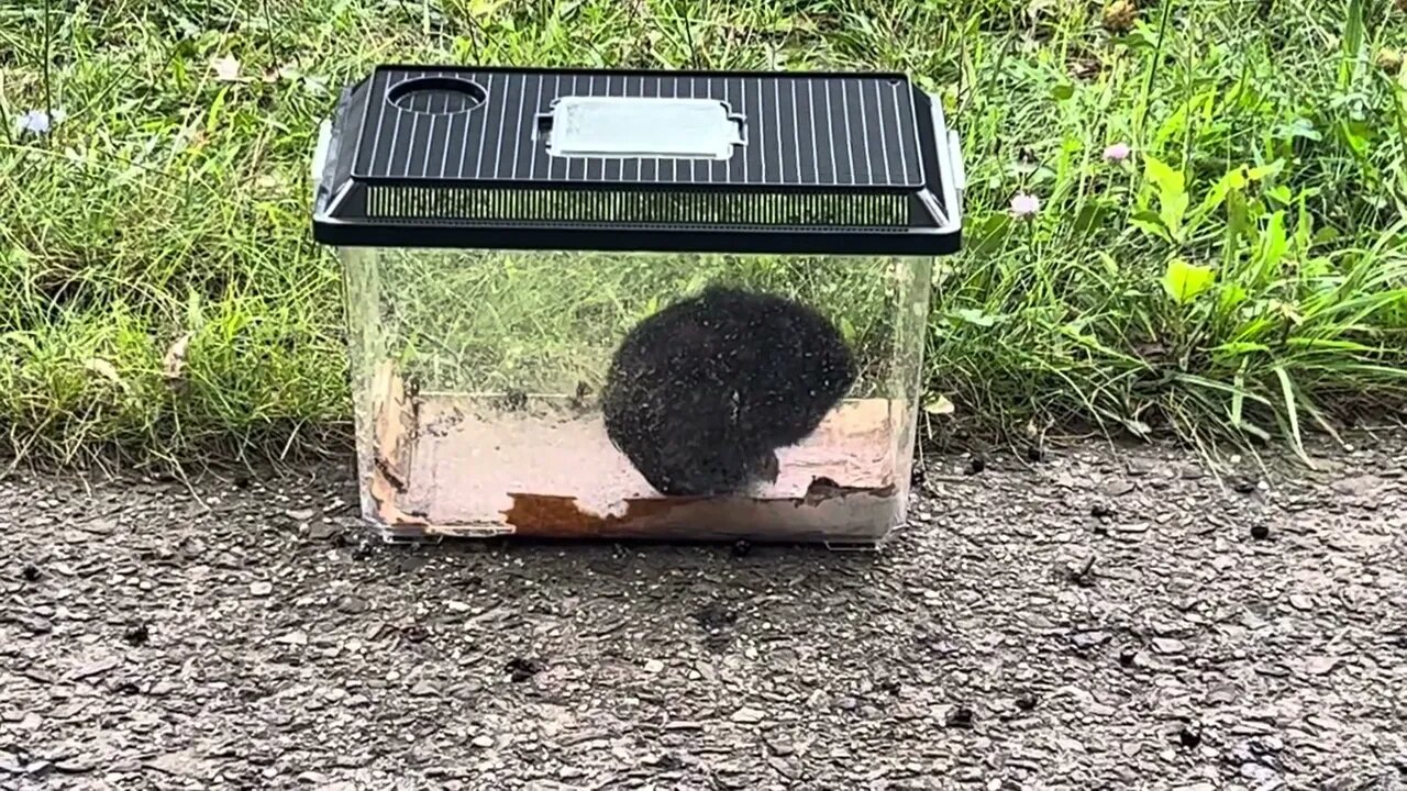 Someone left a Guinea pig on the side of the road wtf