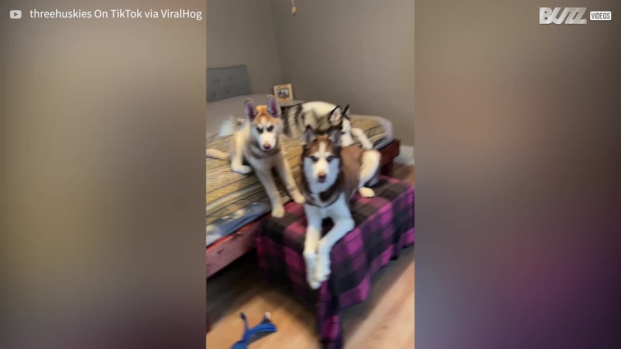 Ces husky commencent à hurler à l'idée d'aller au parc