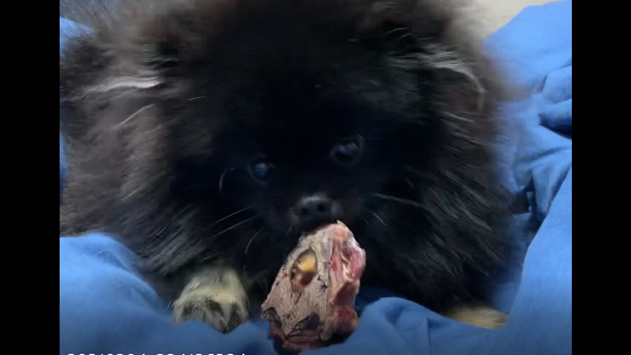 A video of a dog eating a calf's neck bone. / DOG ASMR