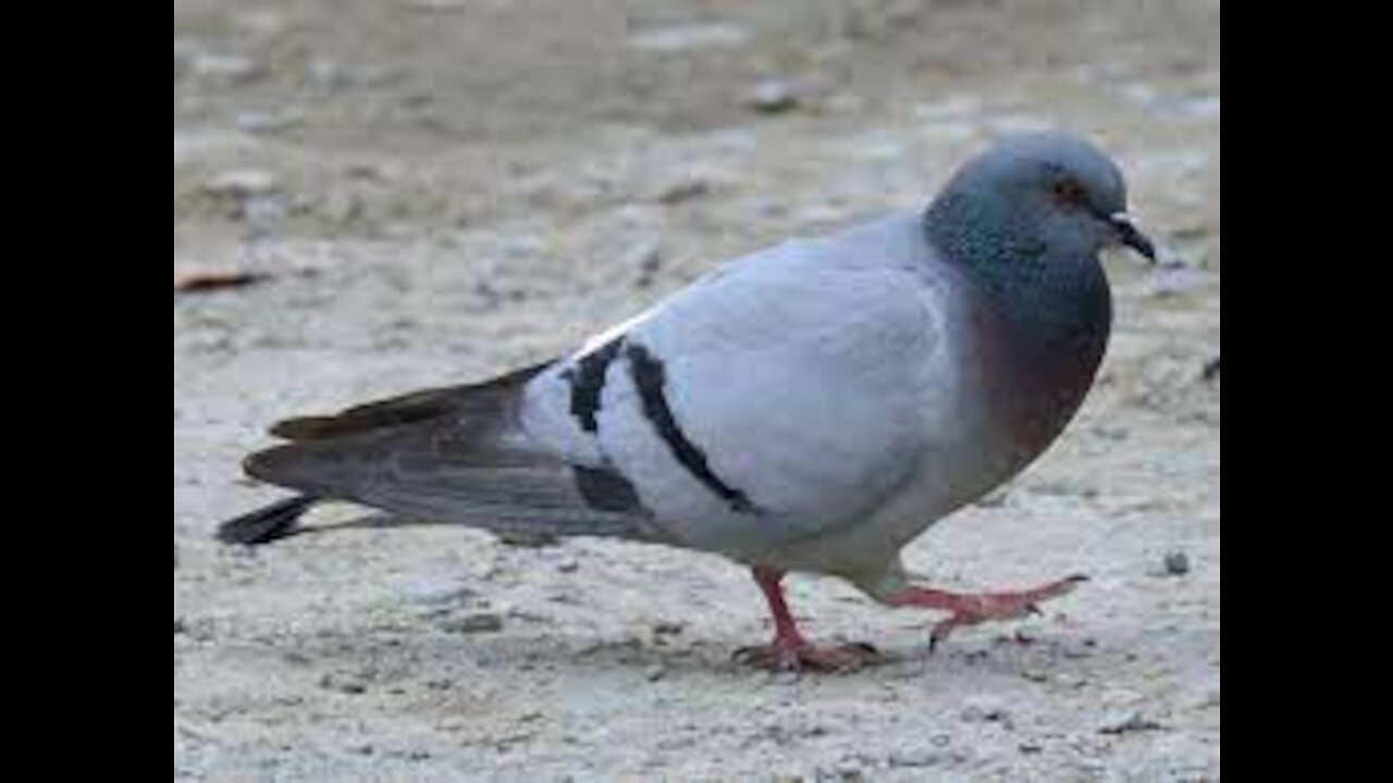 Suicidal Pigeon