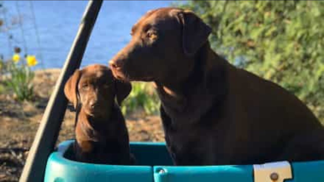 Ces deux labradors s'adorent déjà