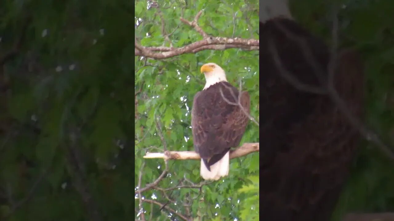 bald eagle in an oak tree