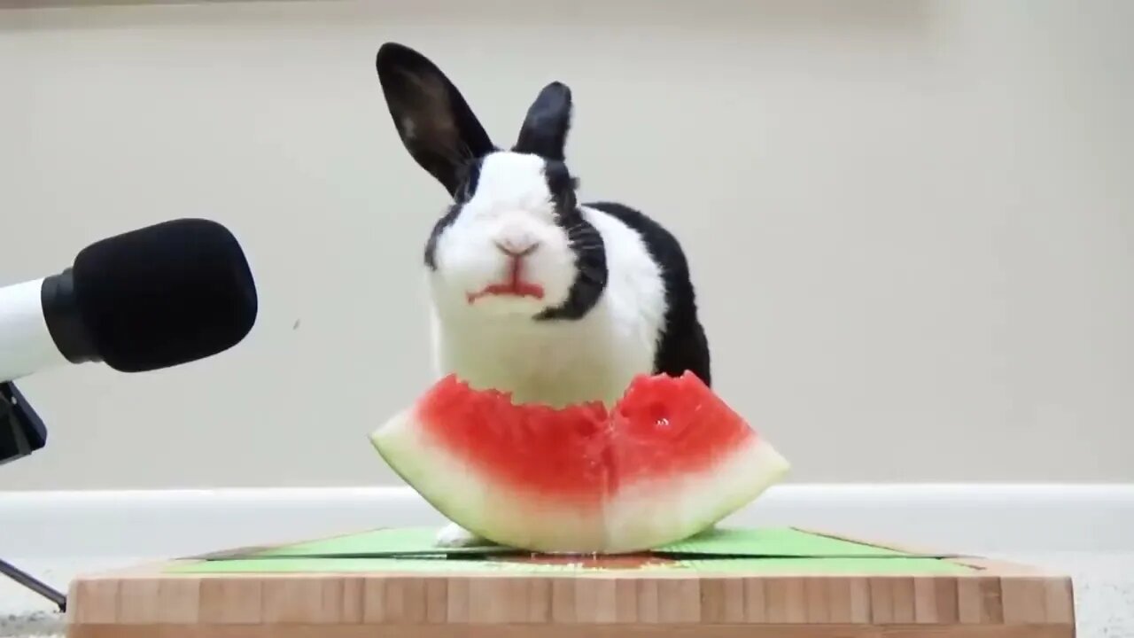 Rabbit eating watermelon ASMR