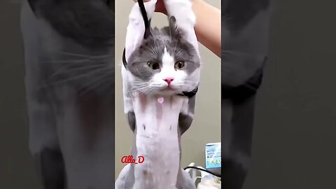 #ari Funny cats video#cats #shorts #shortsfeed #кошки #catvideos #catlovers #catstiktok #shorts