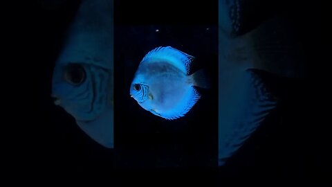 #shorts #short #discus #discustank #discusfish #fish