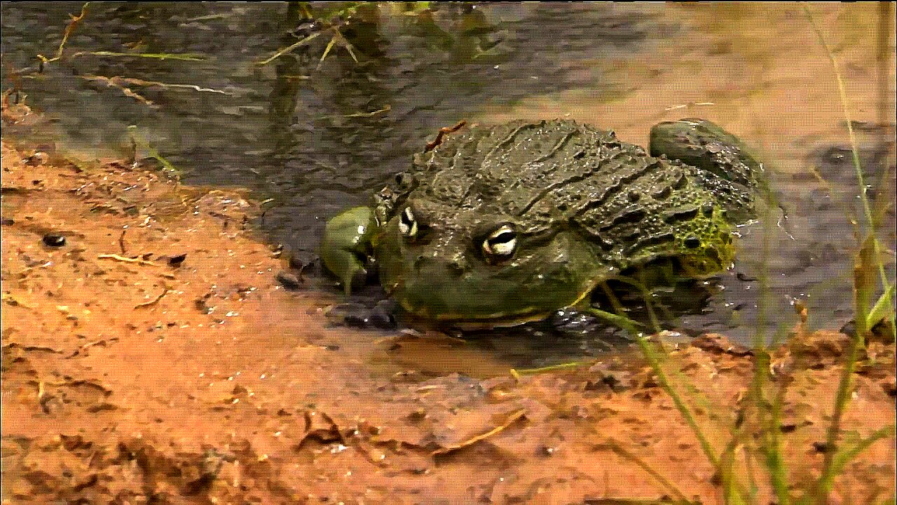 A Bullfrog Father Protects His Tadpoles