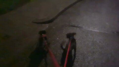 DOGWALKER: DOGS and Children of the Night. VERY EARLY and VERY LATE walks