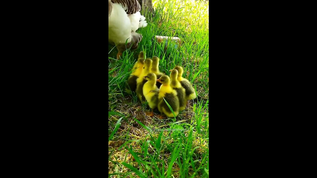 Duckling Helping Their Mommy