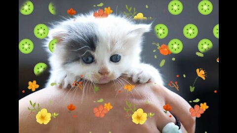 The behavior of the kitten is very cute