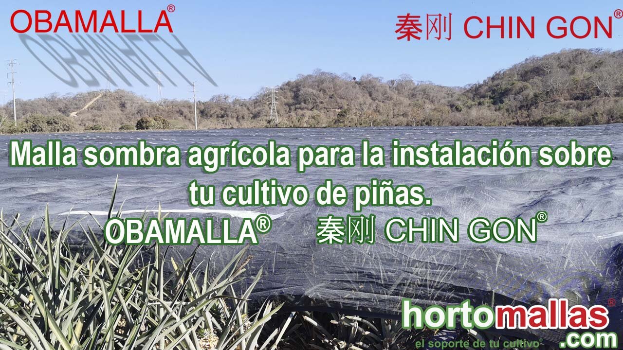 Malla sombra agrícola para la instalación sobre tu cultivo de piñas. OBAMALLA® 秦刚 CHIN GON®