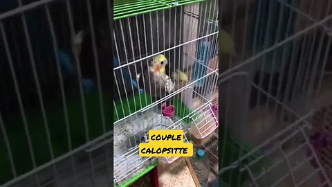 couple calopsitte