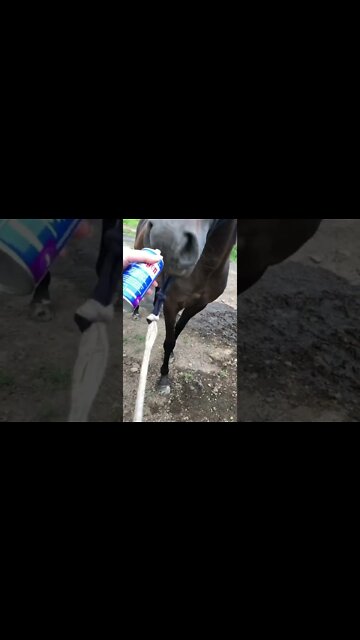 Applying spray to an injury on frightened horse while being very distracted - not a good job