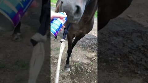 Applying spray to an injury on frightened horse while being very distracted - not a good job