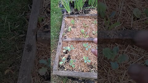 We are our first tomatoes...what?